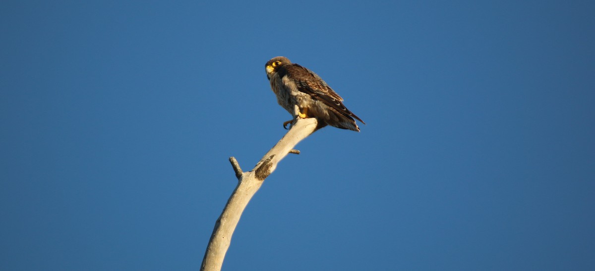 Peregrine Falcon - mark broomhall