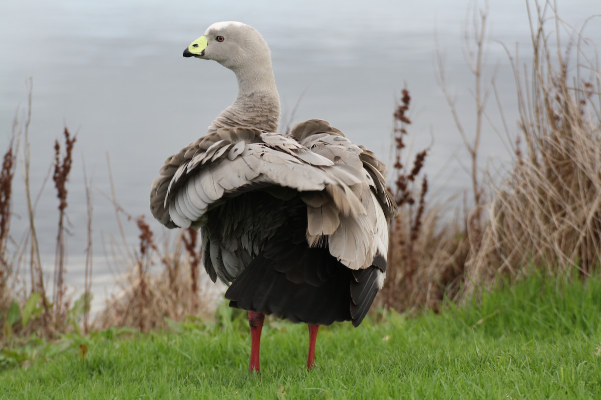 Cape Barren Goose - mark broomhall