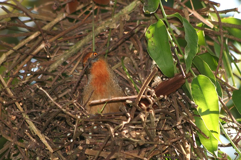 Orange-eyed Thornbird - ML204120111