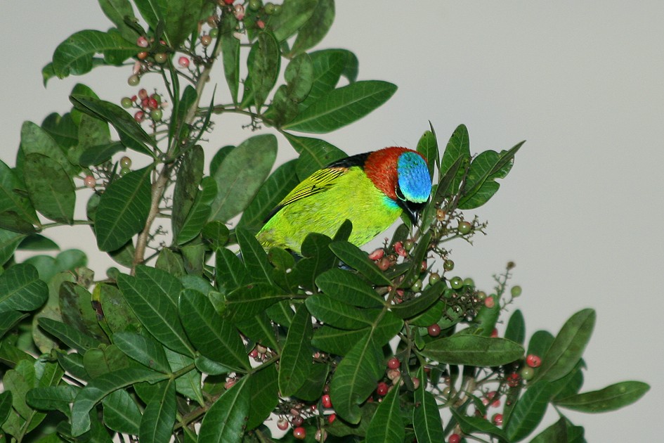 Red-necked Tanager - ML204120231