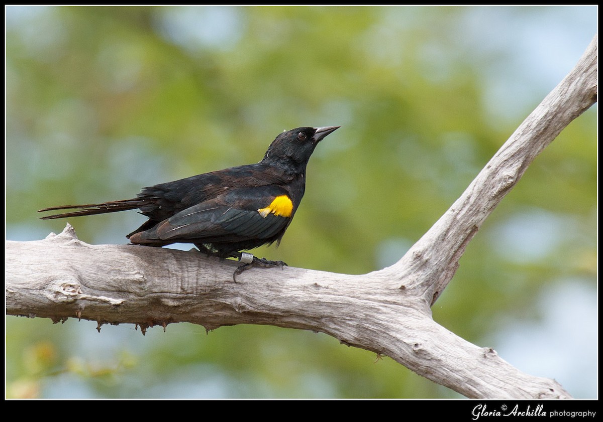 Yellow-shouldered Blackbird - Gloria Archilla