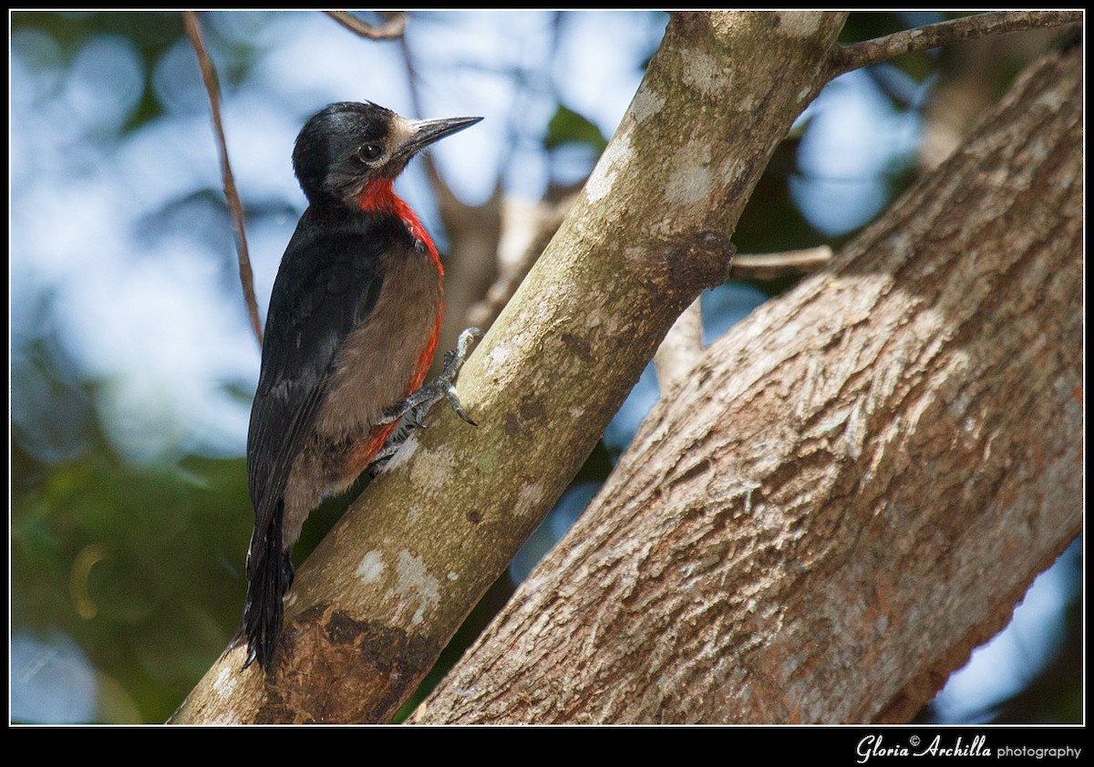 Puerto Rican Woodpecker - ML204120401
