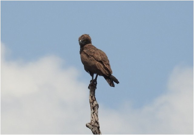 Brown Snake-Eagle - eBird