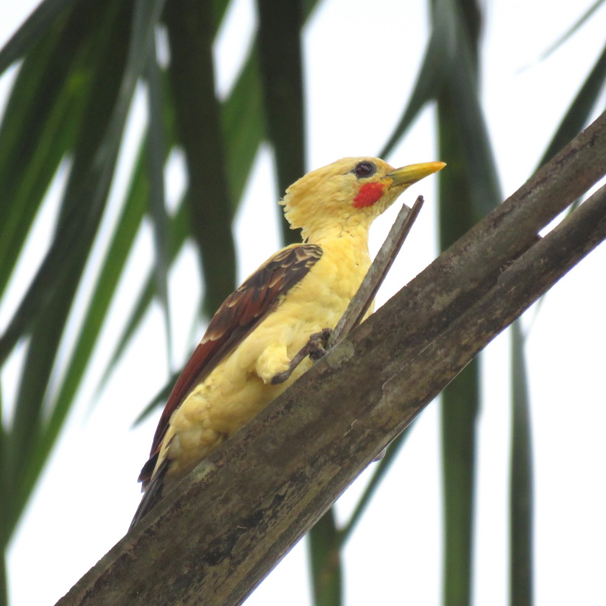 Cream-colored Woodpecker - ML204120671