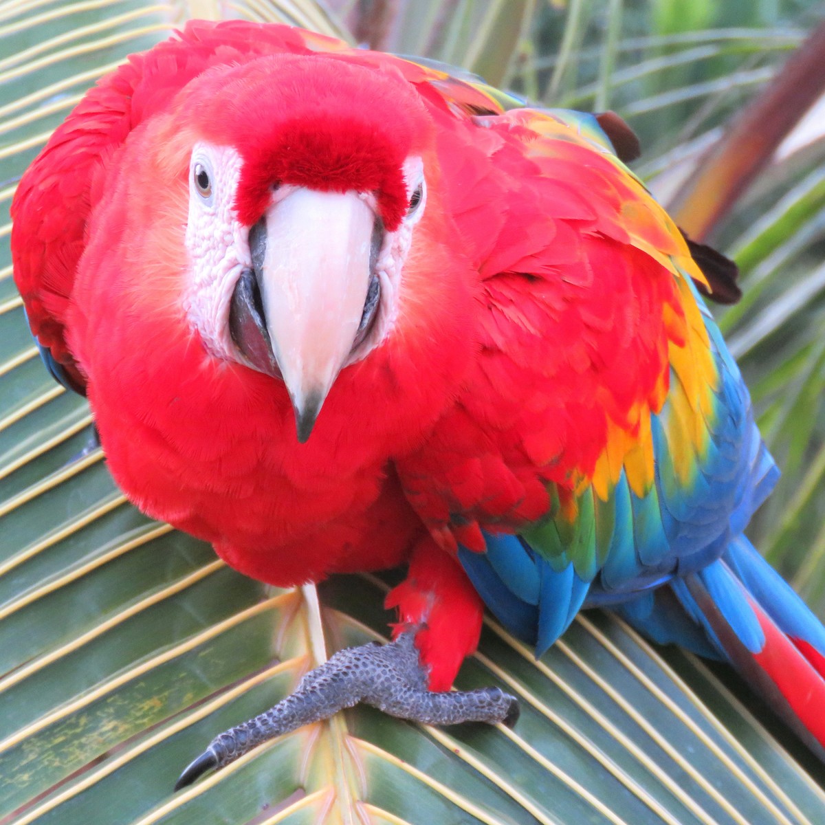 Scarlet Macaw - ML204120881