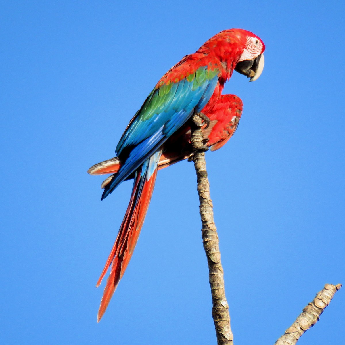 Red-and-green Macaw - ML204120981