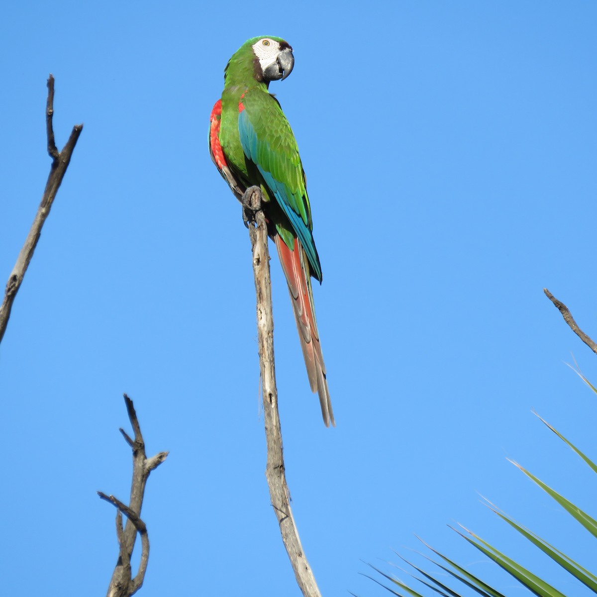 Chestnut-fronted Macaw - ML204121021