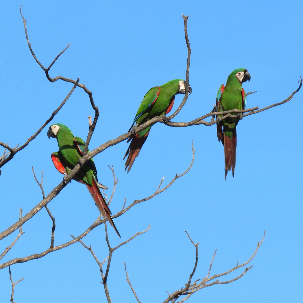 Chestnut-fronted Macaw - ML204121031