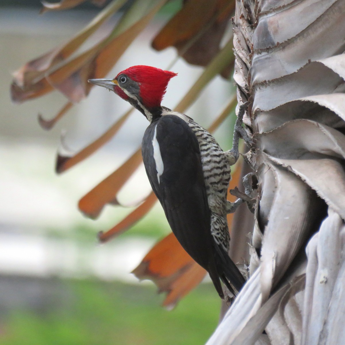 Lineated Woodpecker (Lineated) - Thore Noernberg