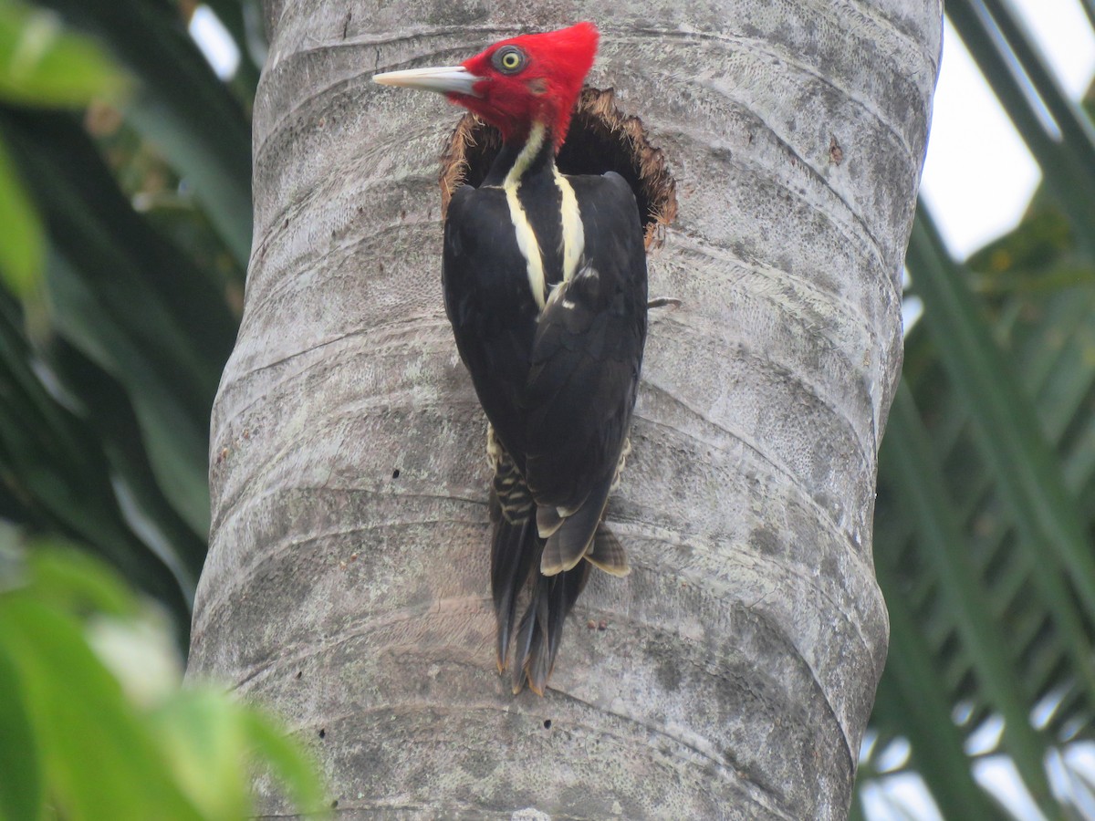 Pale-billed Woodpecker - Thore Noernberg