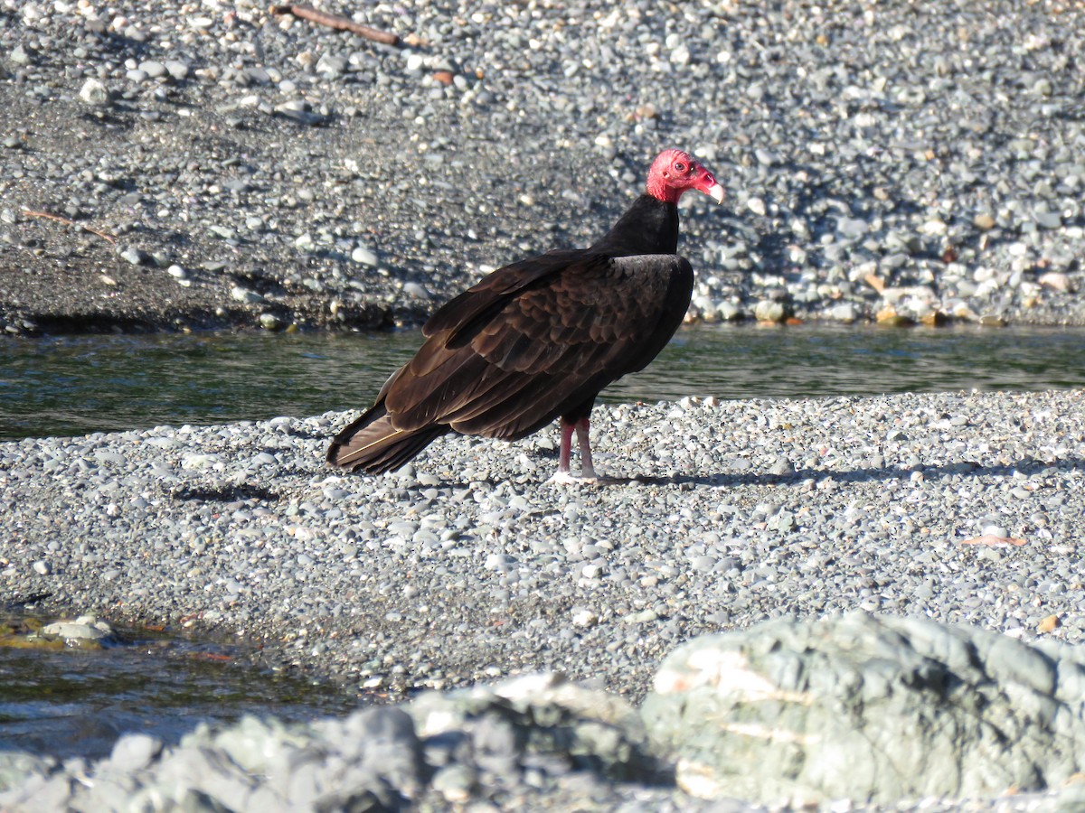 Turkey Vulture (Tropical) - Thore Noernberg