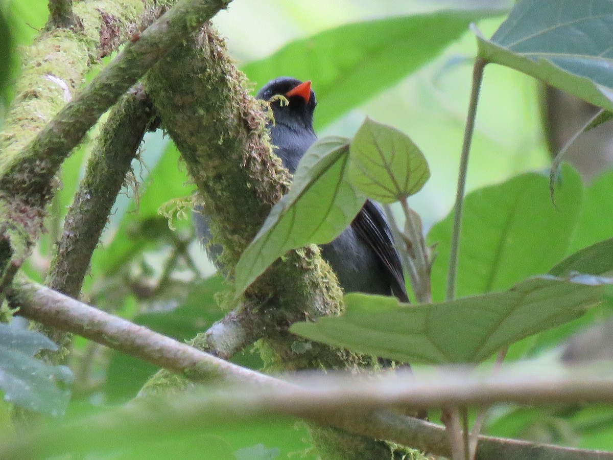 Black-faced Solitaire - ML204121431