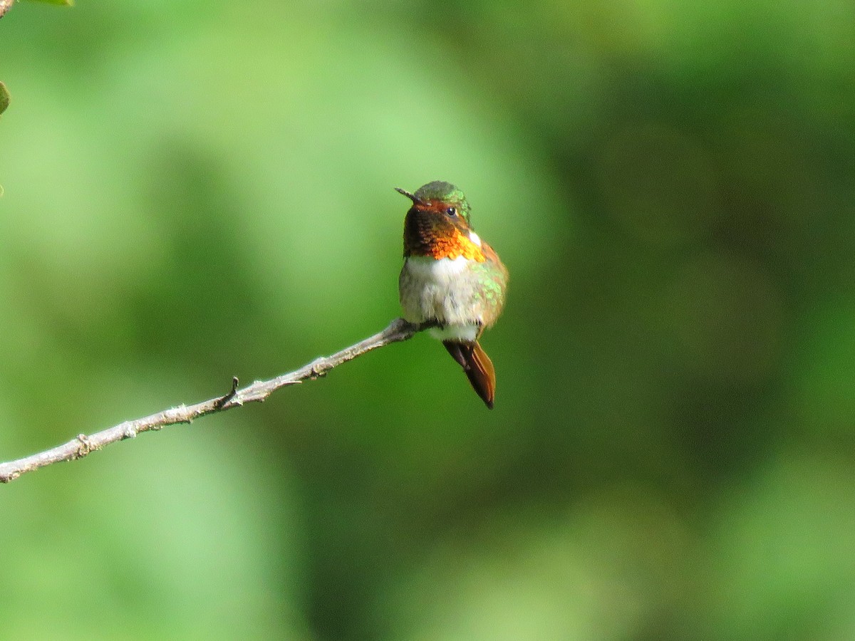 Scintillant Hummingbird - Thore Noernberg