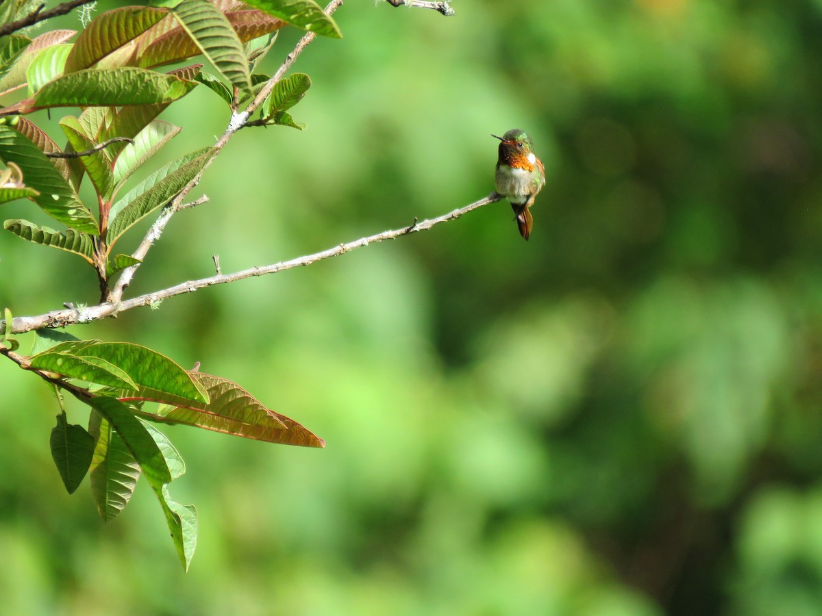 Scintillant Hummingbird - ML204121451