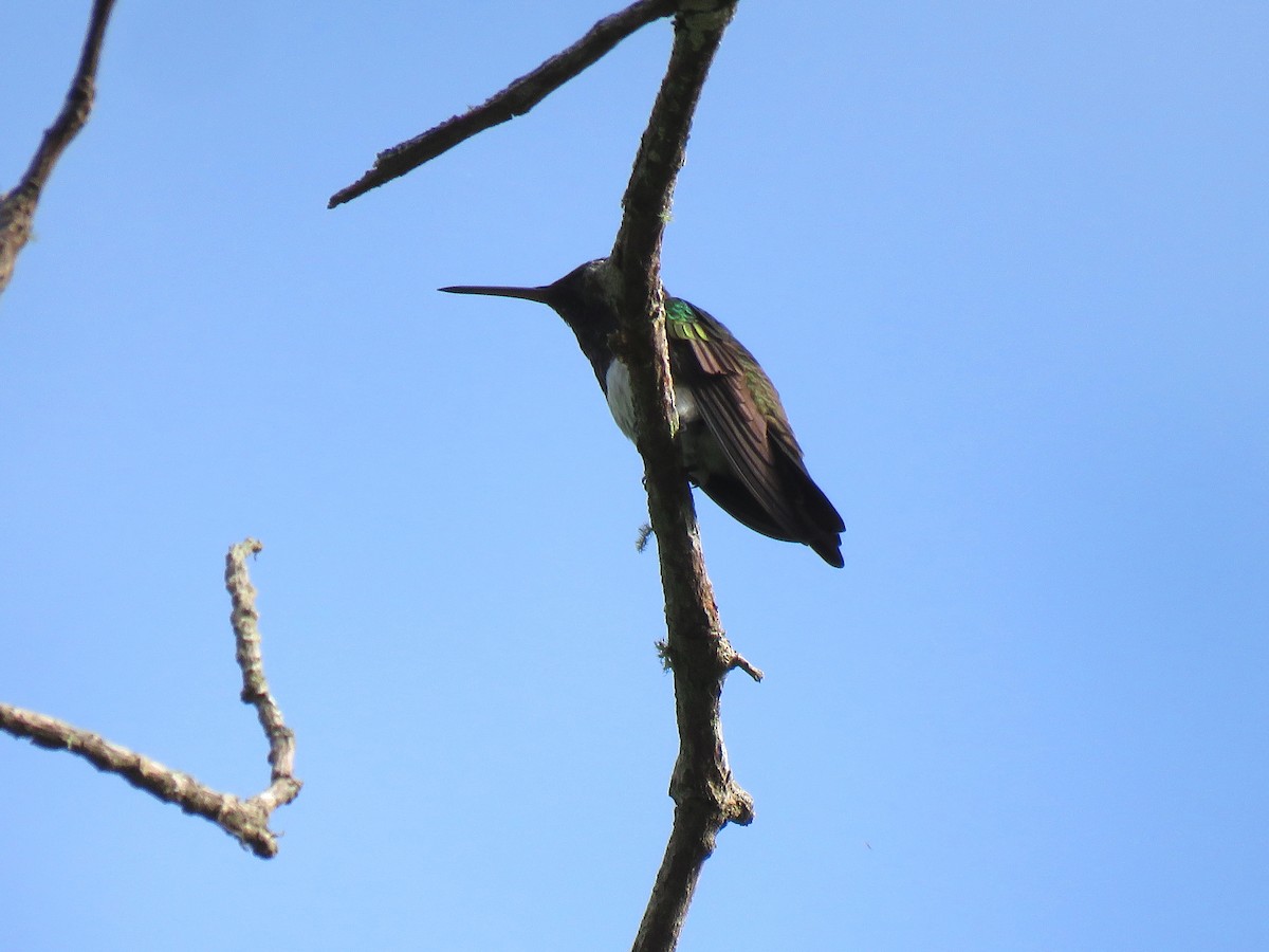 Snowy-bellied Hummingbird - ML204121461