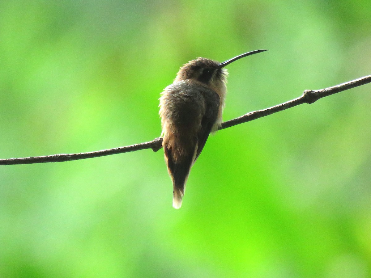 kolibřík proužkohrdlý - ML204121521