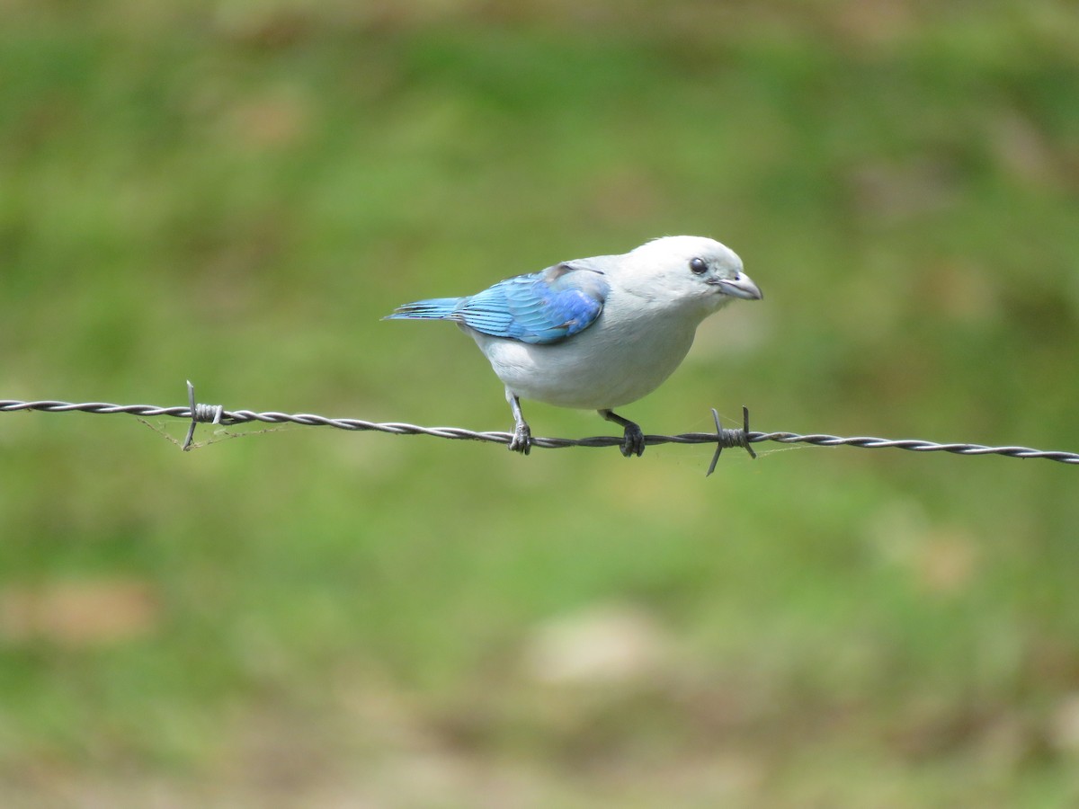 Blue-gray Tanager (Blue-gray) - ML204121641