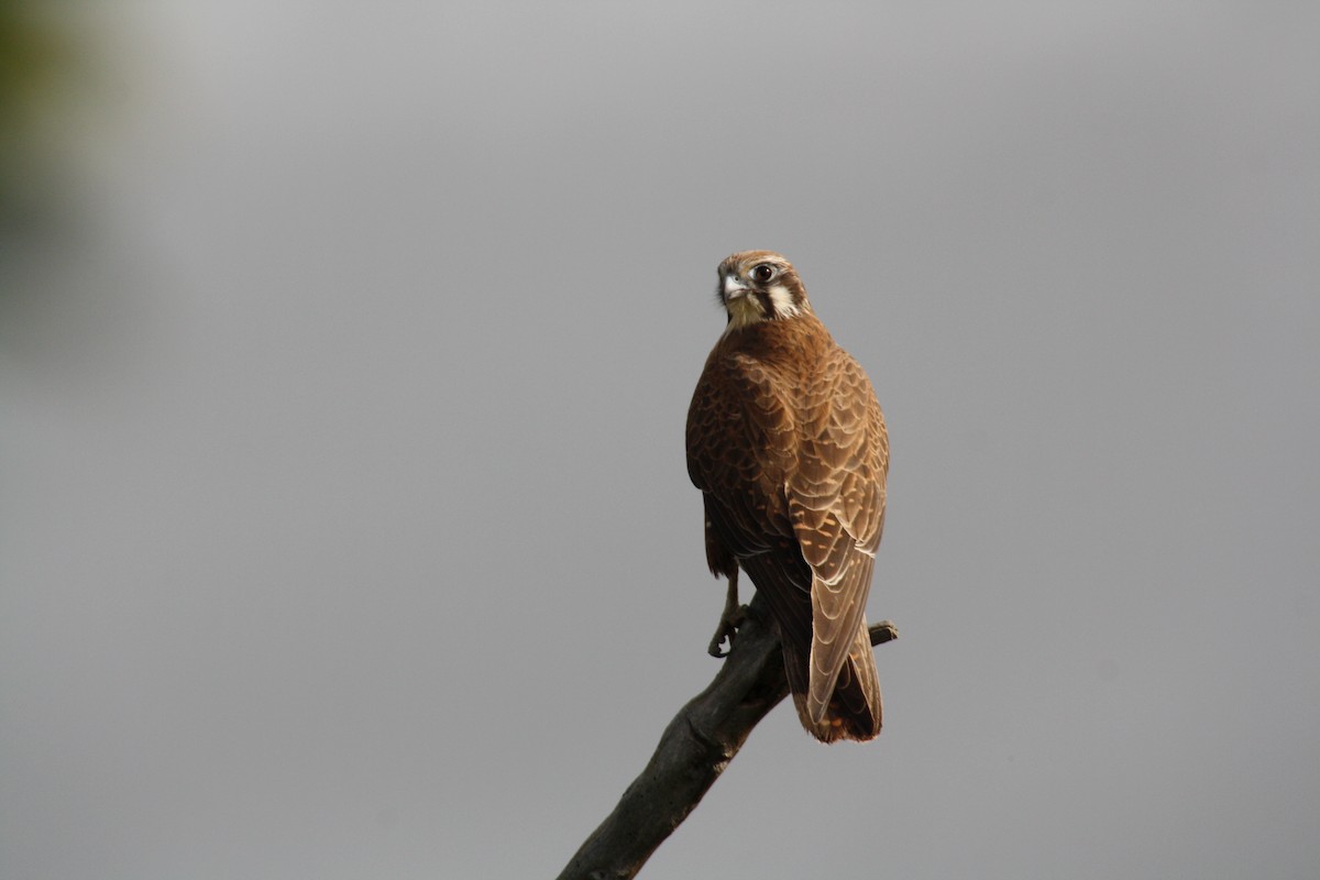 Brown Falcon - mark broomhall
