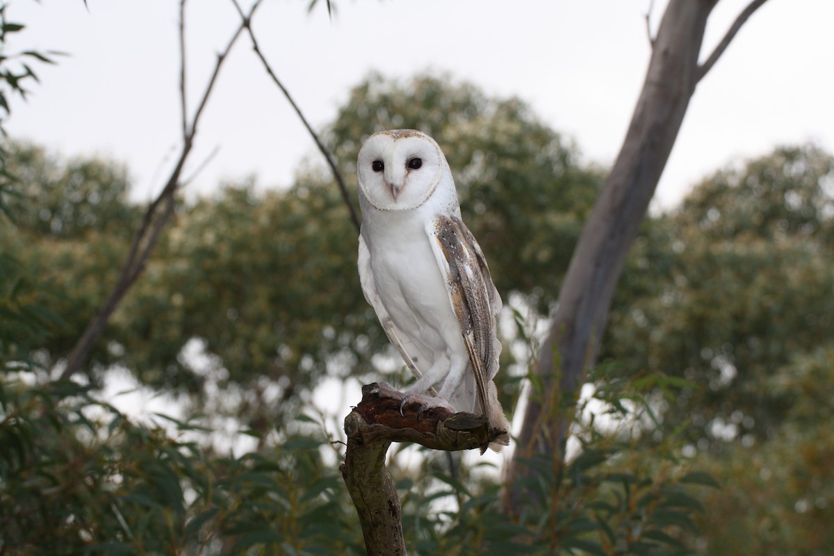 Barn Owl (Eastern) - mark broomhall