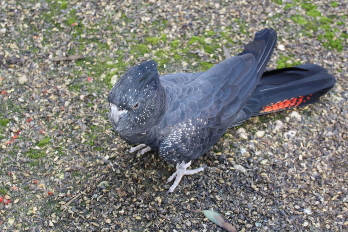Red-tailed Black-Cockatoo - mark broomhall