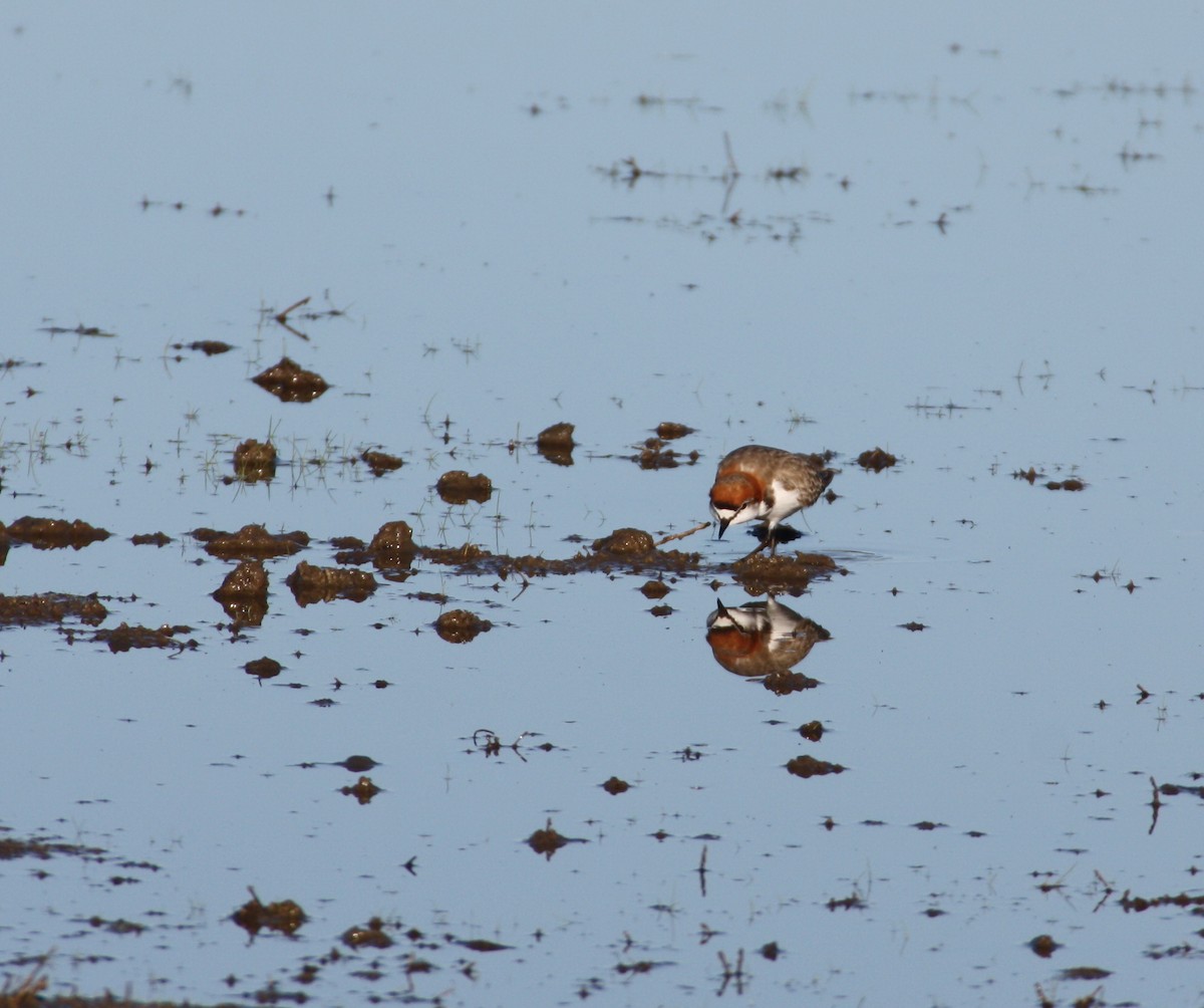 Red-capped Plover - mark broomhall