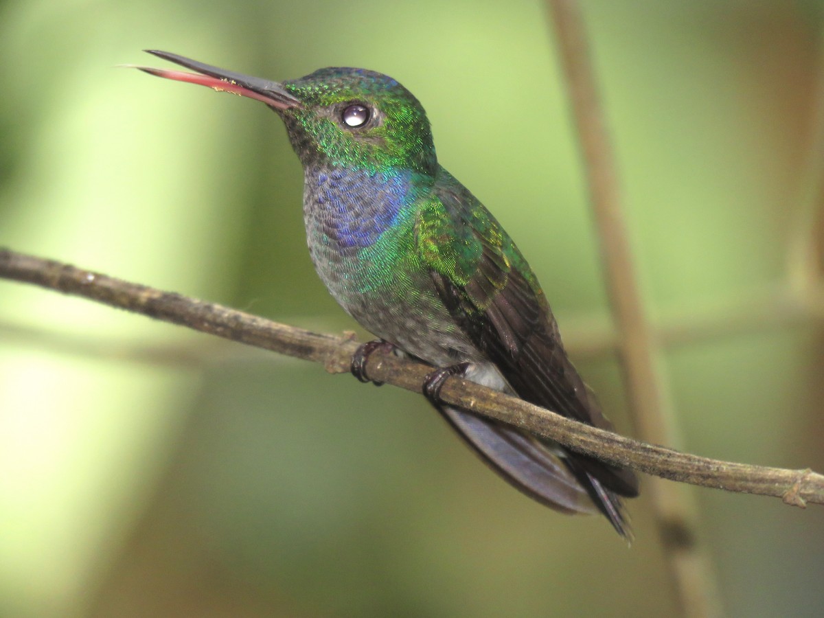 Blue-chested Hummingbird - Thore Noernberg