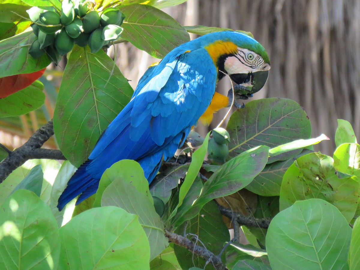Blue-and-yellow Macaw - Thore Noernberg