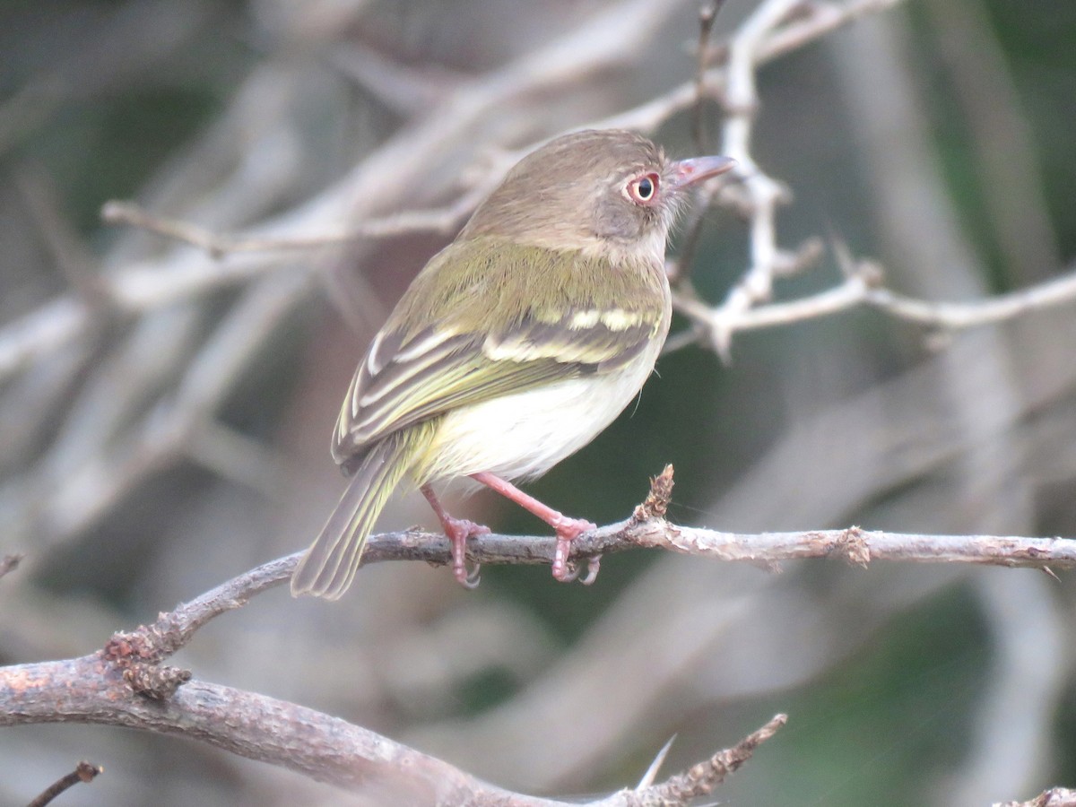 Pearly-vented Tody-Tyrant - Thore Noernberg