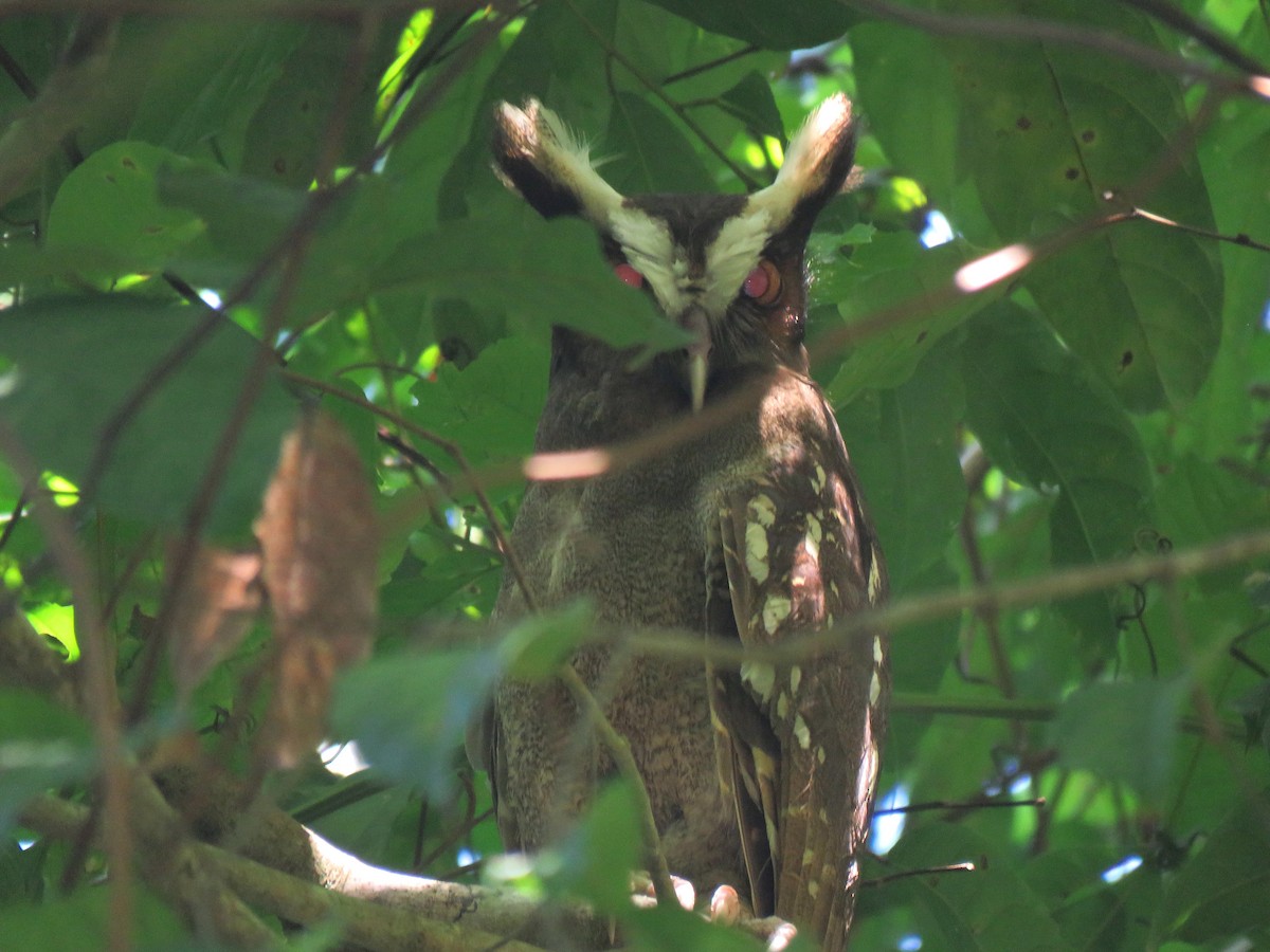 Crested Owl - ML204123521