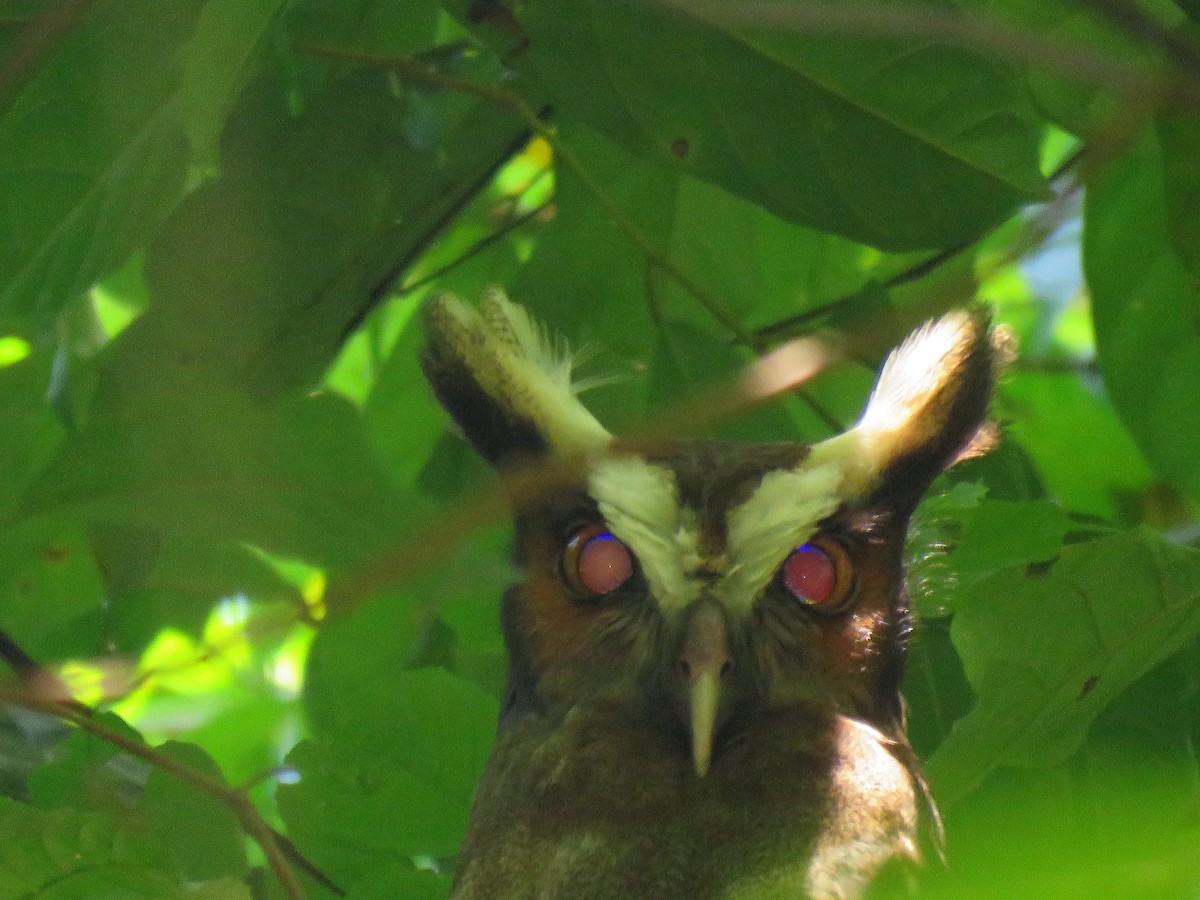 Crested Owl - ML204123531