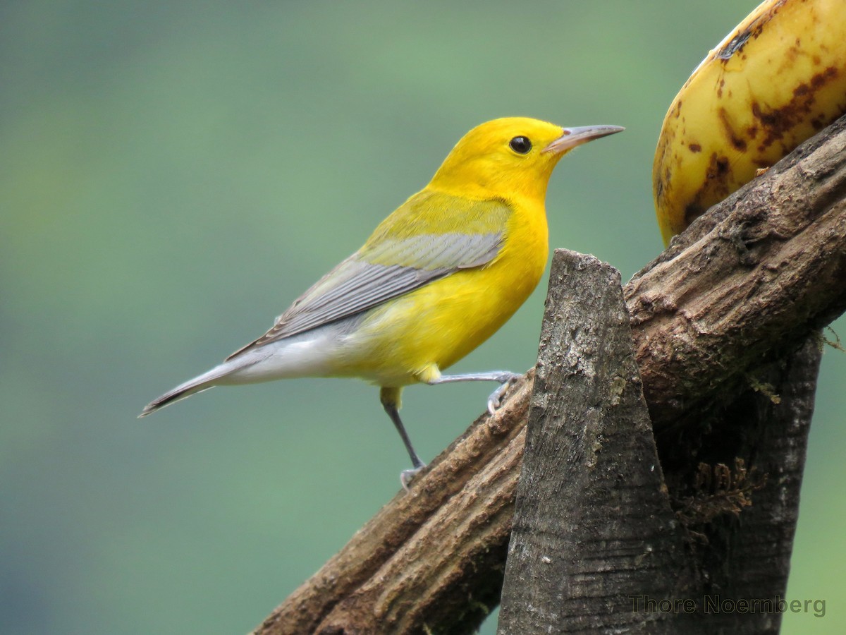 Prothonotary Warbler - ML204123611