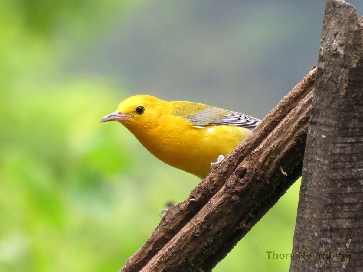 Prothonotary Warbler - ML204123621