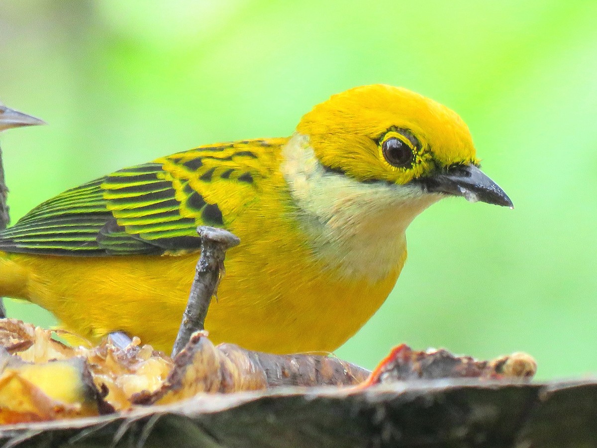 Silver-throated Tanager - Thore Noernberg