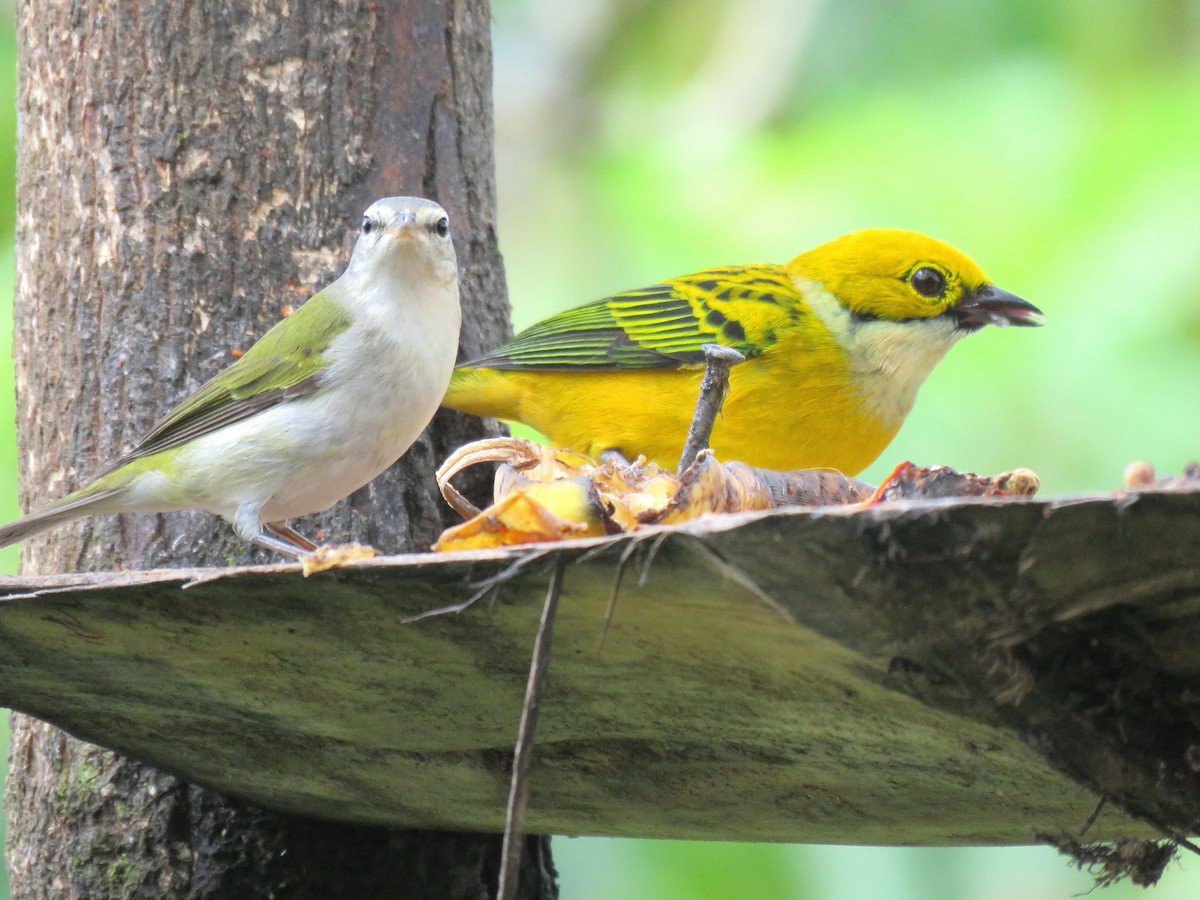 Silver-throated Tanager - ML204123731