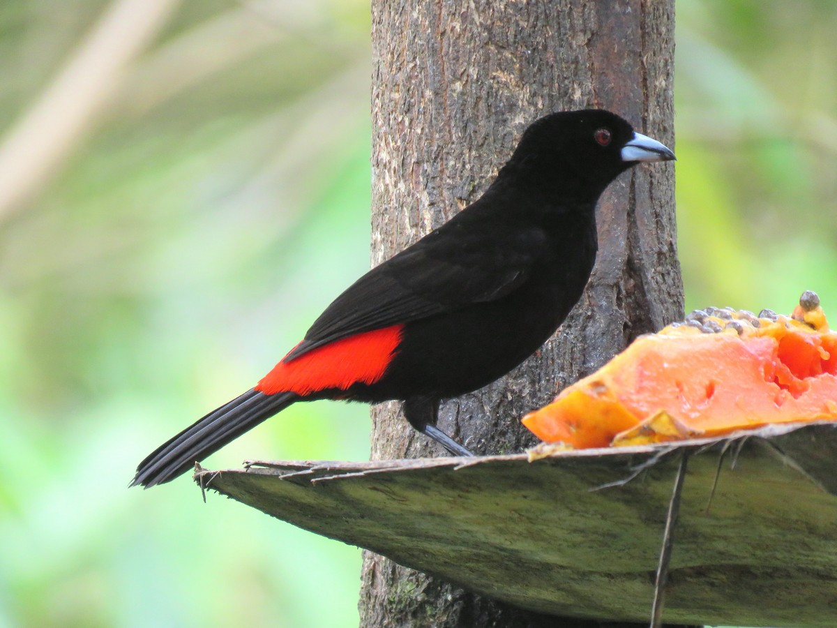 Scarlet-rumped Tanager (Passerini's) - ML204123741