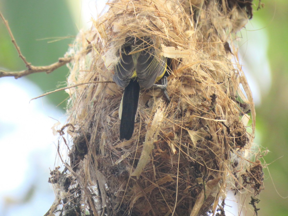 Common Tody-Flycatcher (cinereum Group) - Thore Noernberg