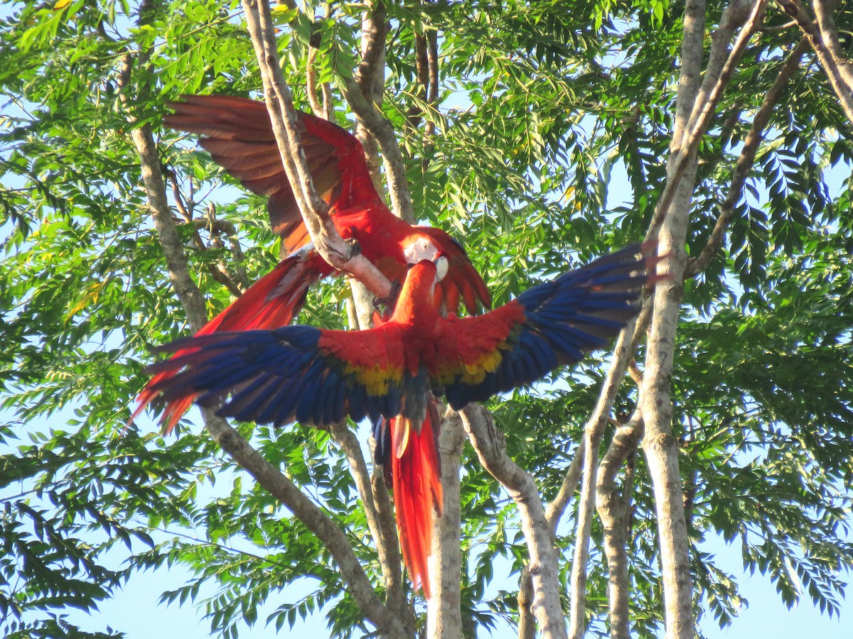 Scarlet Macaw - Thore Noernberg