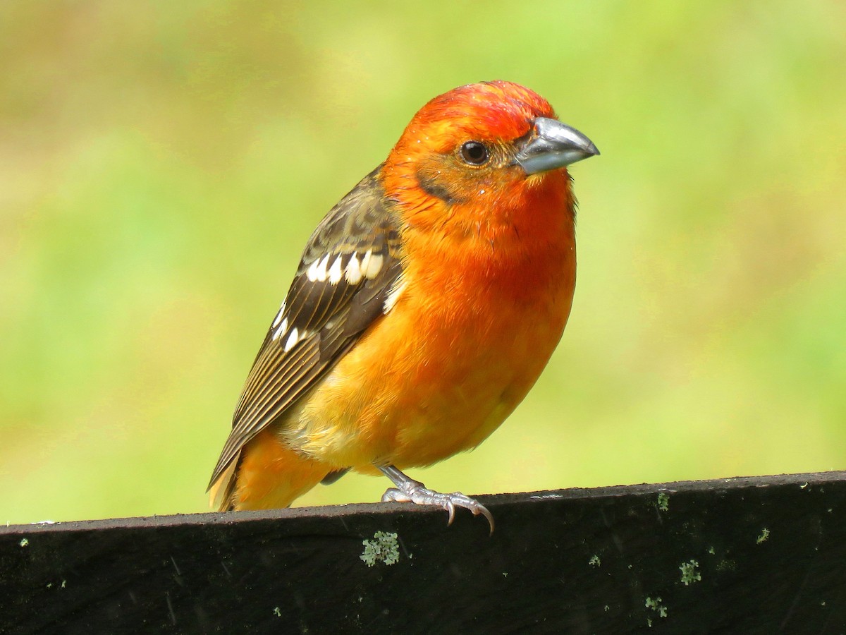 Flame-colored Tanager - Thore Noernberg