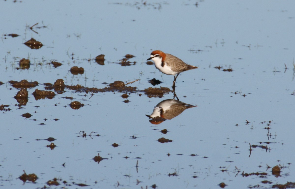 Red-capped Plover - mark broomhall