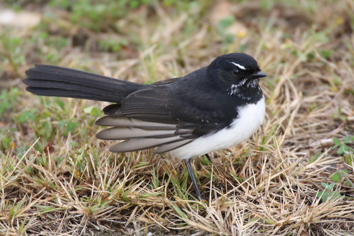 Willie-wagtail - ML204124011