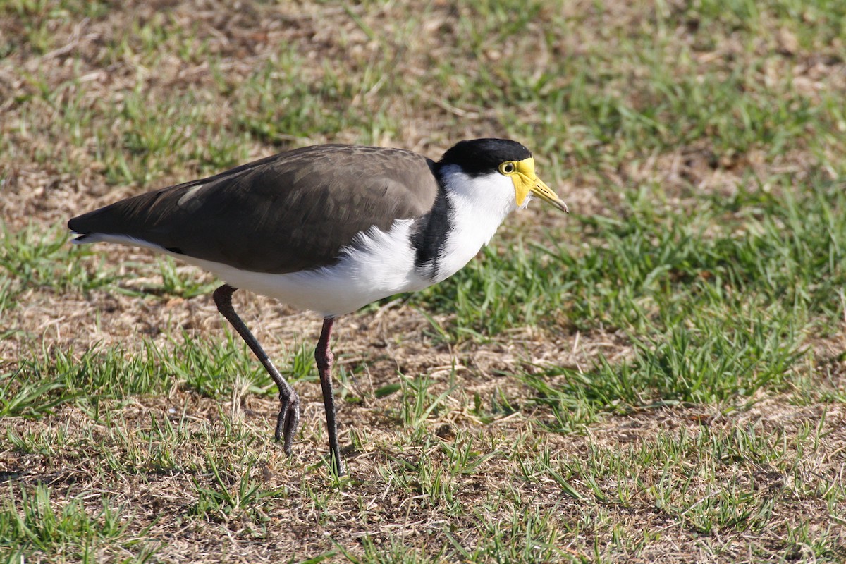 Masked Lapwing (Black-shouldered) - mark broomhall