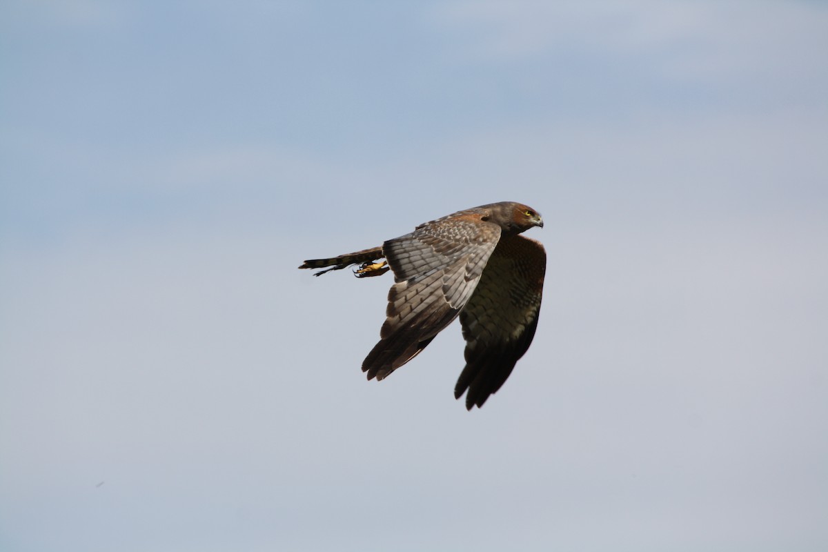 Spotted Harrier - mark broomhall