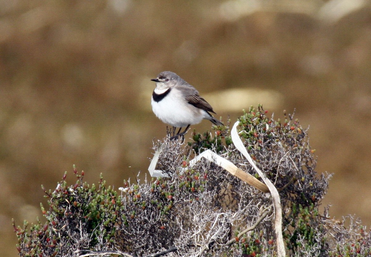 White-fronted Chat - ML204124581