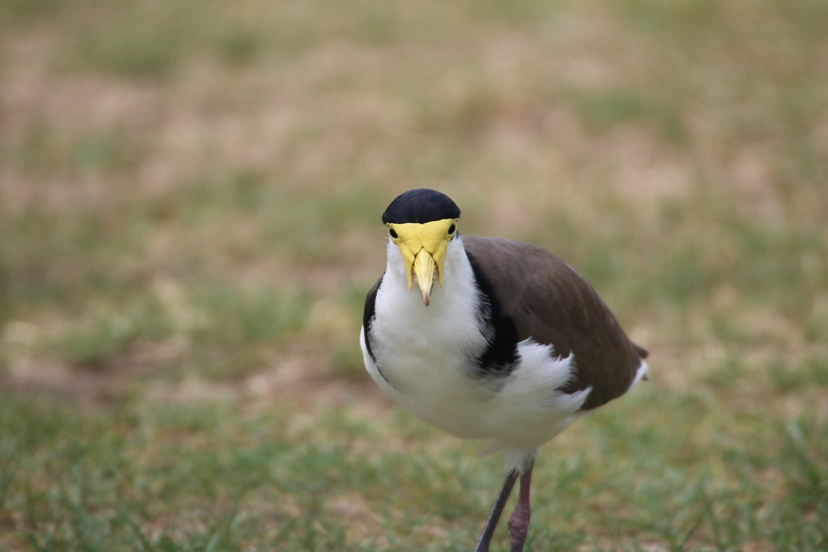 Masked Lapwing (Black-shouldered) - mark broomhall