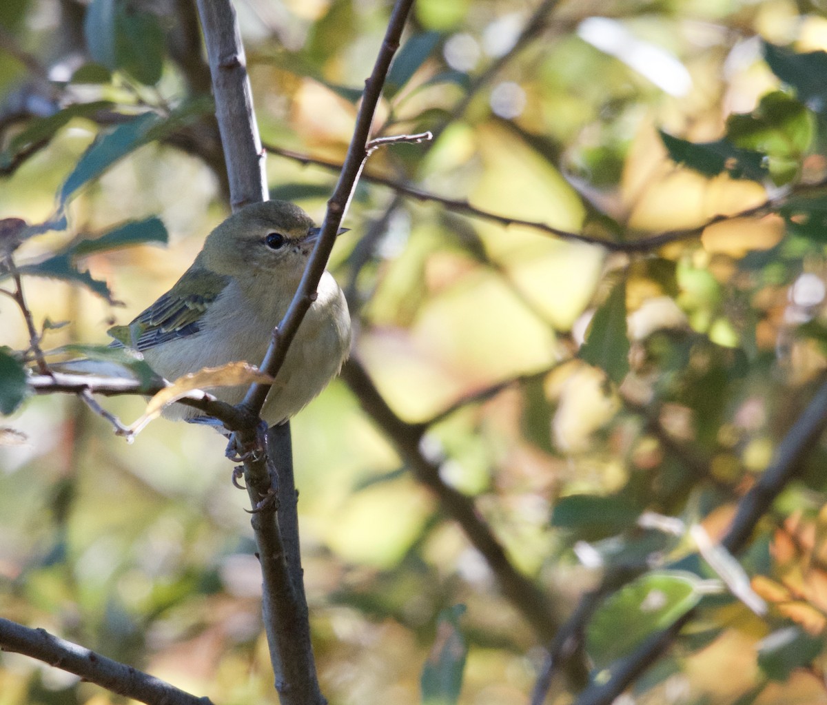 Tennessee Warbler - Timothy Spahr