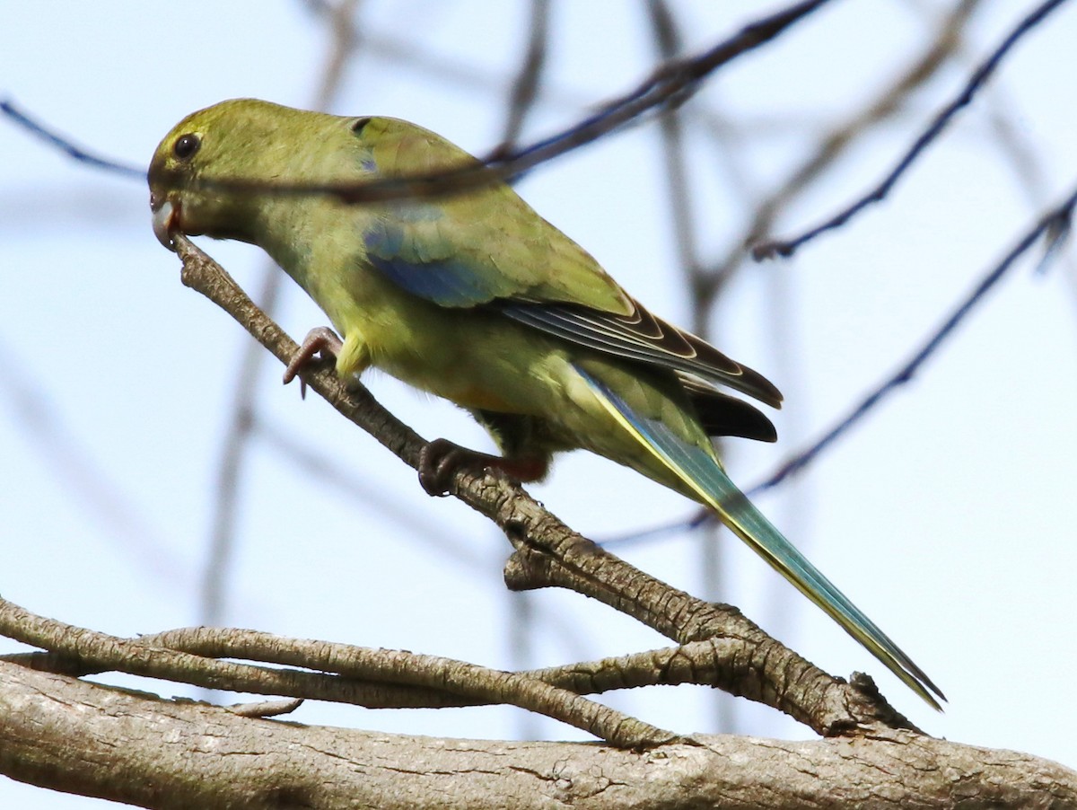 Elegant Parrot - mark broomhall