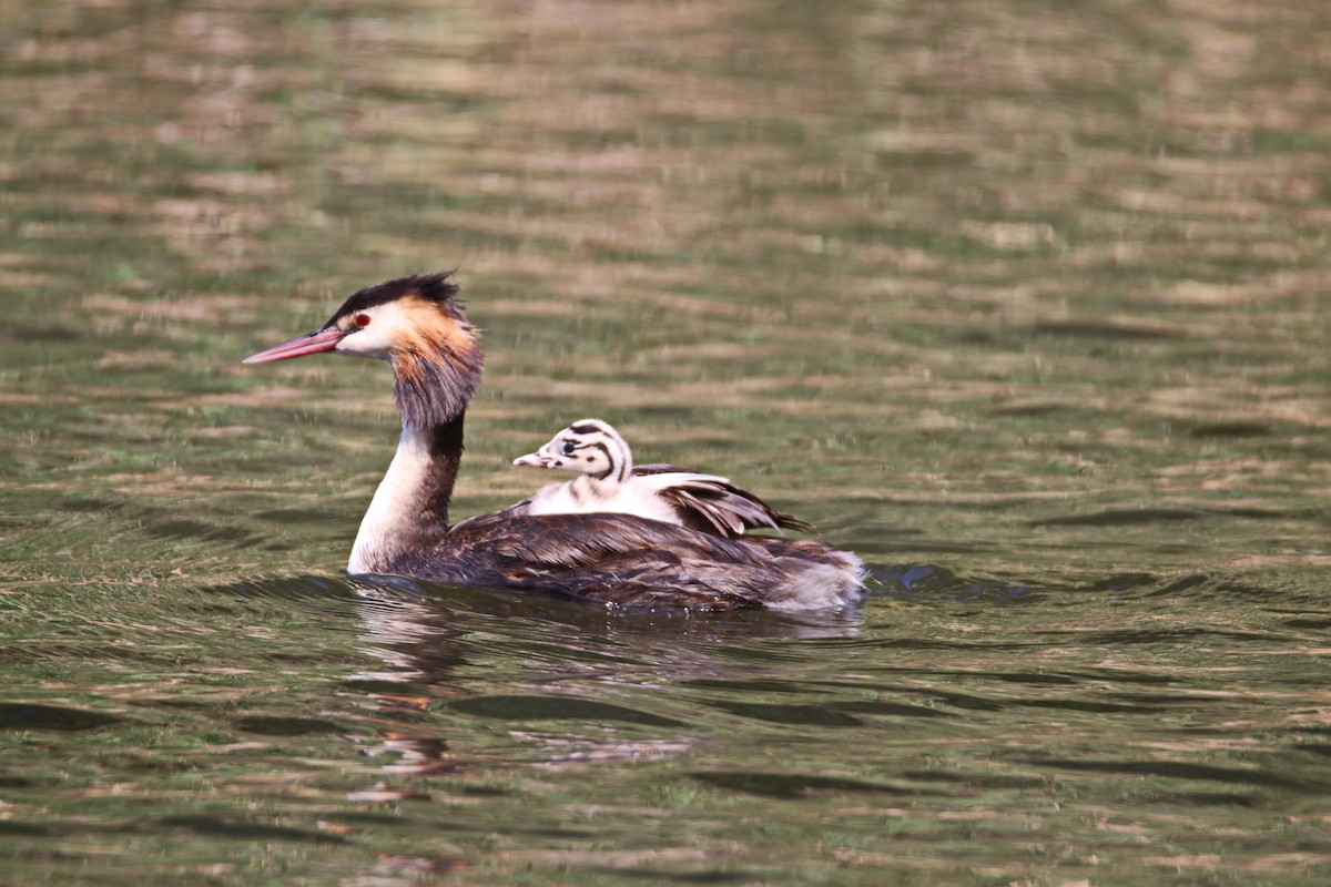 Great Crested Grebe - ML204124891