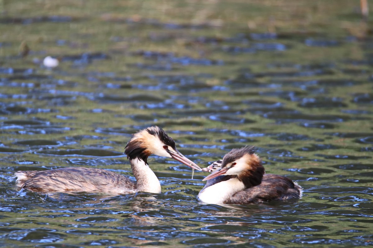 Great Crested Grebe - ML204124911