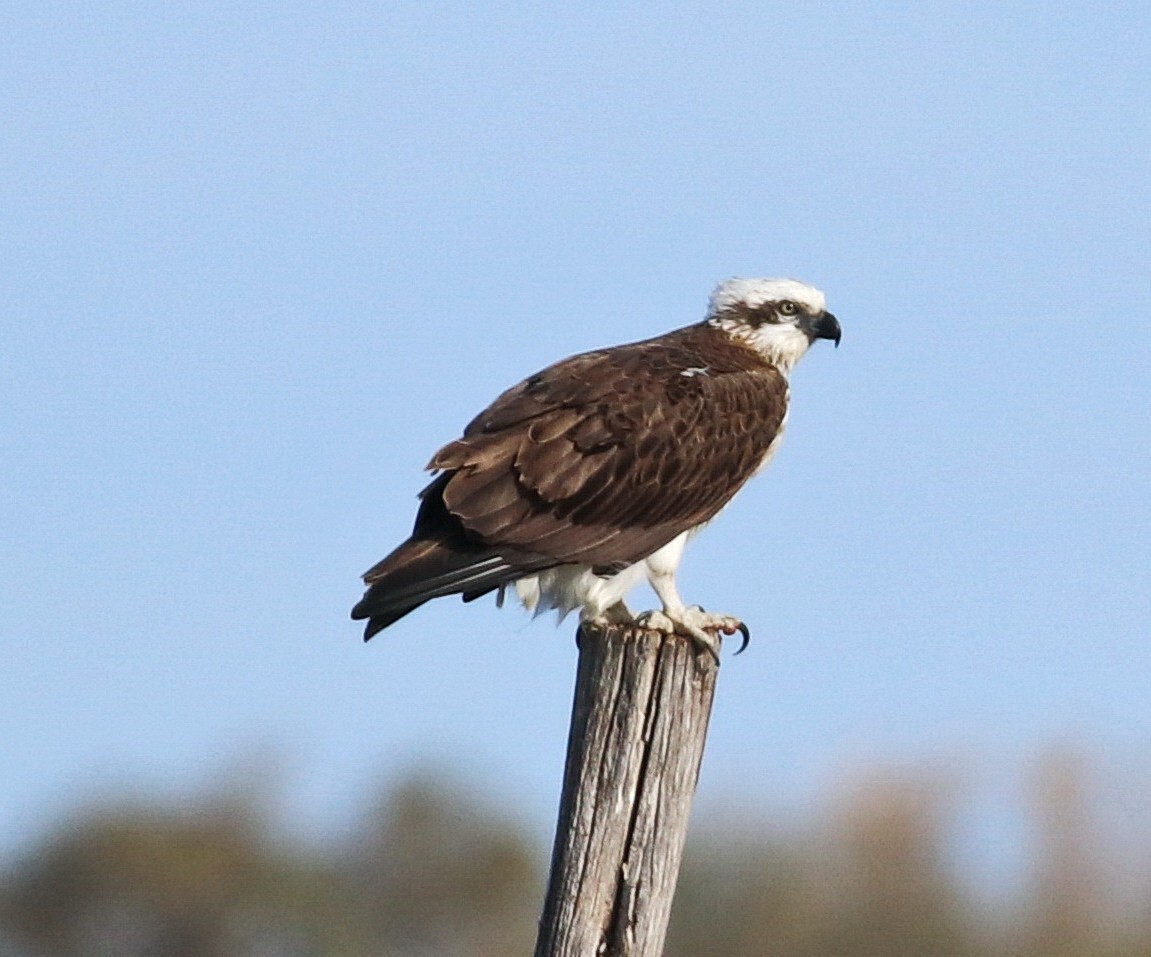 Osprey (Australasian) - mark broomhall