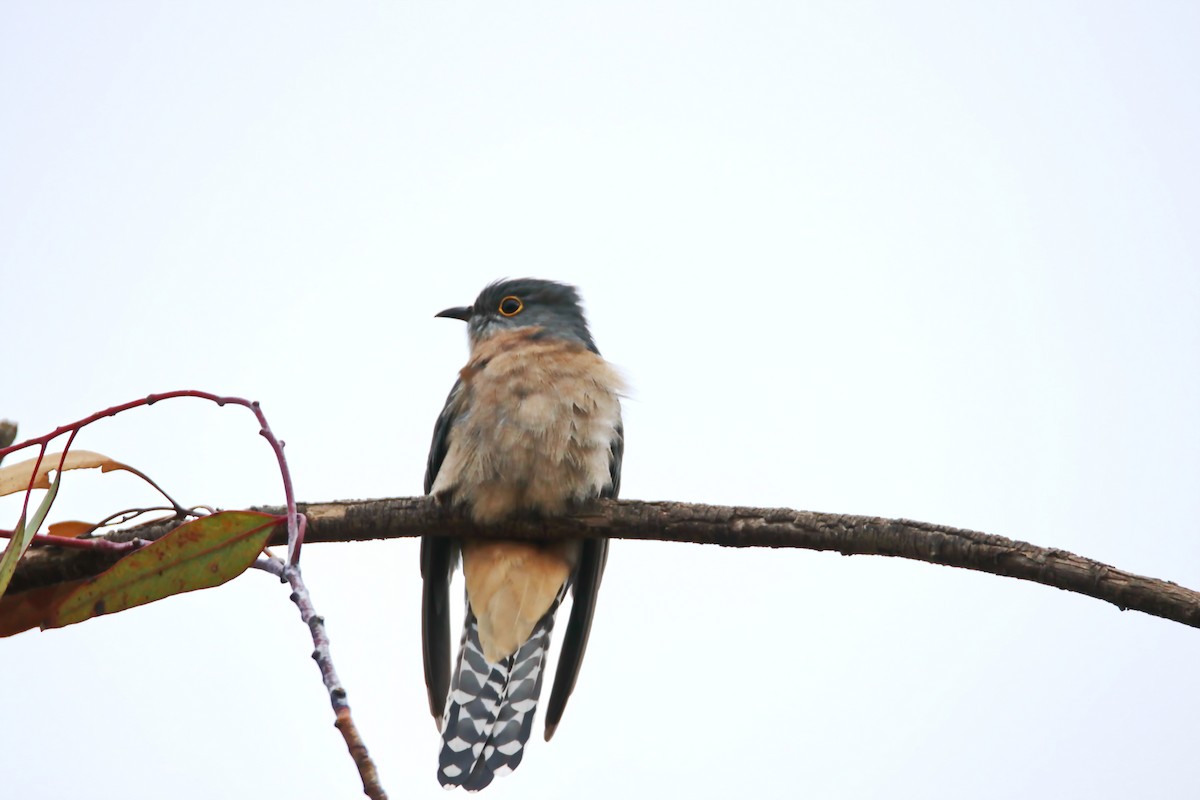 Fan-tailed Cuckoo - mark broomhall